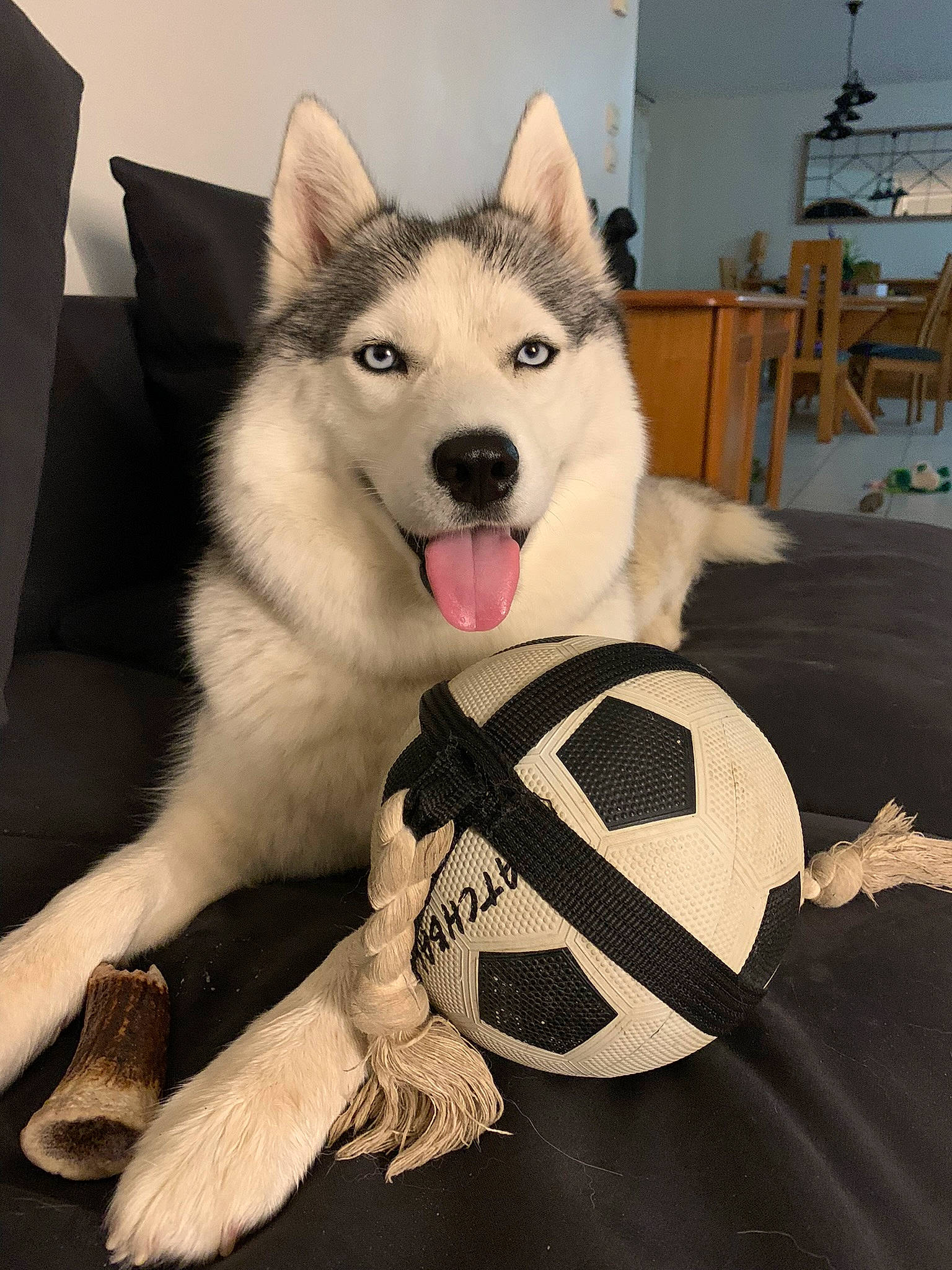 Razvane participe au concours pour gagner de l'argent avec cette photo : canidae, canis, carnivore, companion_dog, dog, dog_breed, dog_supply, fawn, flooring, fur, jaw, non_sporting_group, pet_supply, siberian_husky, sled_dog, snout, sporting_group, tail, working_animal, working_dog