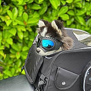 Takara participe au concours pour gagner de l'argent avec cette photo : auto_part, automotive_exterior, automotive_lighting, bag, baggage, bicycle_handlebar, bicycle_part, carbon, electric_blue, eyewear, fashion_accessory, fur, grass, luggage_and_bags, motor_vehicle, personal_luxury_car, personal_protective_equipment, strap, terrestrial_animal, windshield