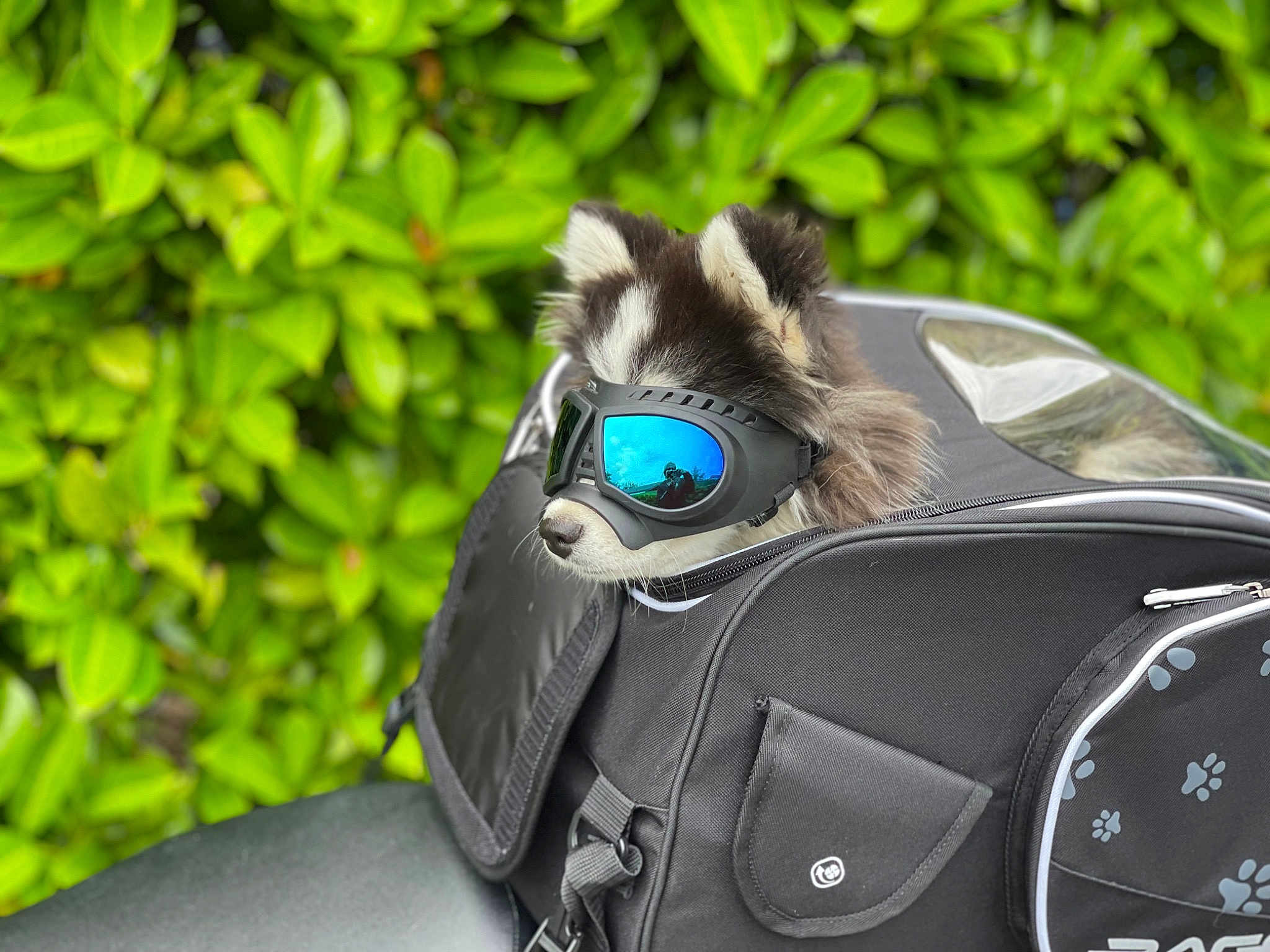 Takara participe au concours pour gagner de l'argent avec cette photo : auto_part, automotive_exterior, automotive_lighting, bag, baggage, bicycle_handlebar, bicycle_part, carbon, electric_blue, eyewear, fashion_accessory, fur, grass, luggage_and_bags, motor_vehicle, personal_luxury_car, personal_protective_equipment, strap, terrestrial_animal, windshield