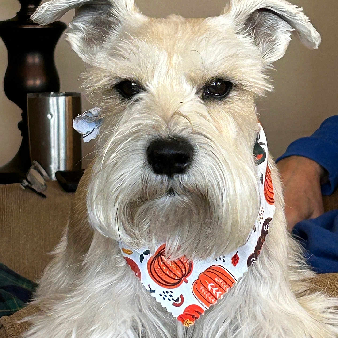 Jax is registered to the contest to win money with this photo: accessories, adult, animal, bandana, canine, couch, dog, formalwear, furniture, headband, lamp, male, man, person, pet, puppy, strap, terrier, tie, whitedog