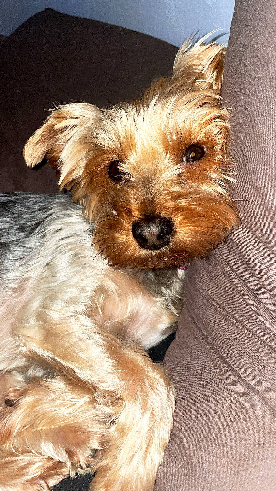 Mimi a rejoint le concours — aidez-le/la à gagner de superbes lots ! australian_terrier, biewer_terrier, canidae, carnivore, companion_dog, dog, dog_breed, dog_supply, fawn, fur, liver, small_terrier, snout, sporting_group, terrier, toy_dog, water_dog, working_animal, yorkipoo