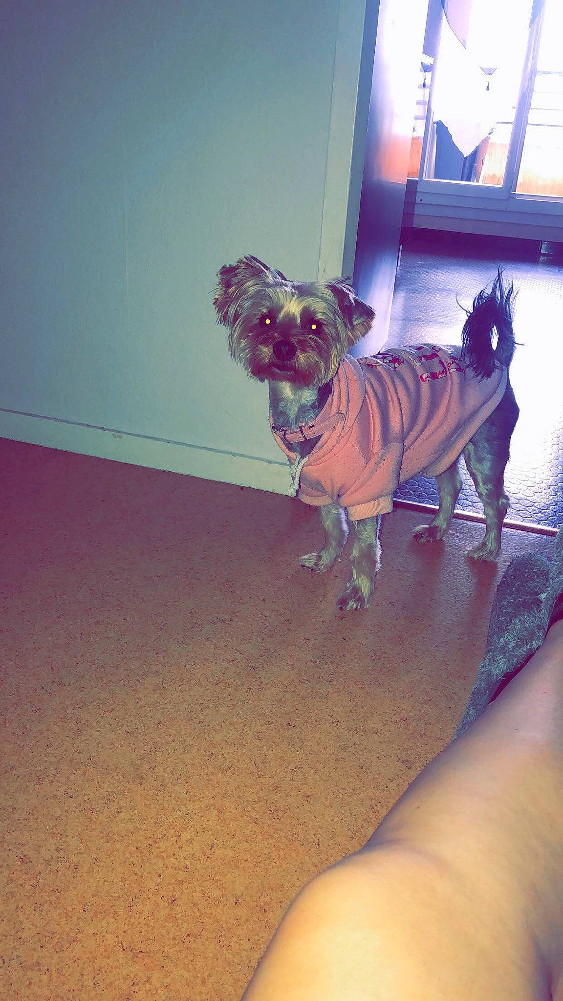 Mimi a rejoint le concours — aidez-le/la à gagner de superbes lots ! canidae, carnivore, chihuahua, companion_dog, dog, dog_breed, dog_clothes, fawn, floor, flooring, puppy, snout, sporting_group, toy_dog, yorkshire_terrier