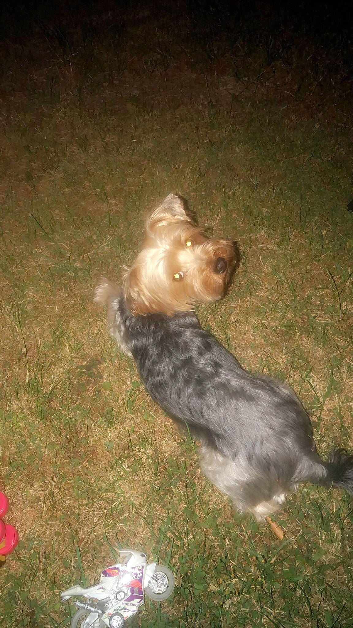 Mimi participe au concours pour gagner de l'argent avec cette photo : canidae, carnivore, cocker_spaniel, dog, dog_breed, english_cocker_spaniel, fawn, mammal, spaniel, sporting_group, terrier, yorkshire_terrier