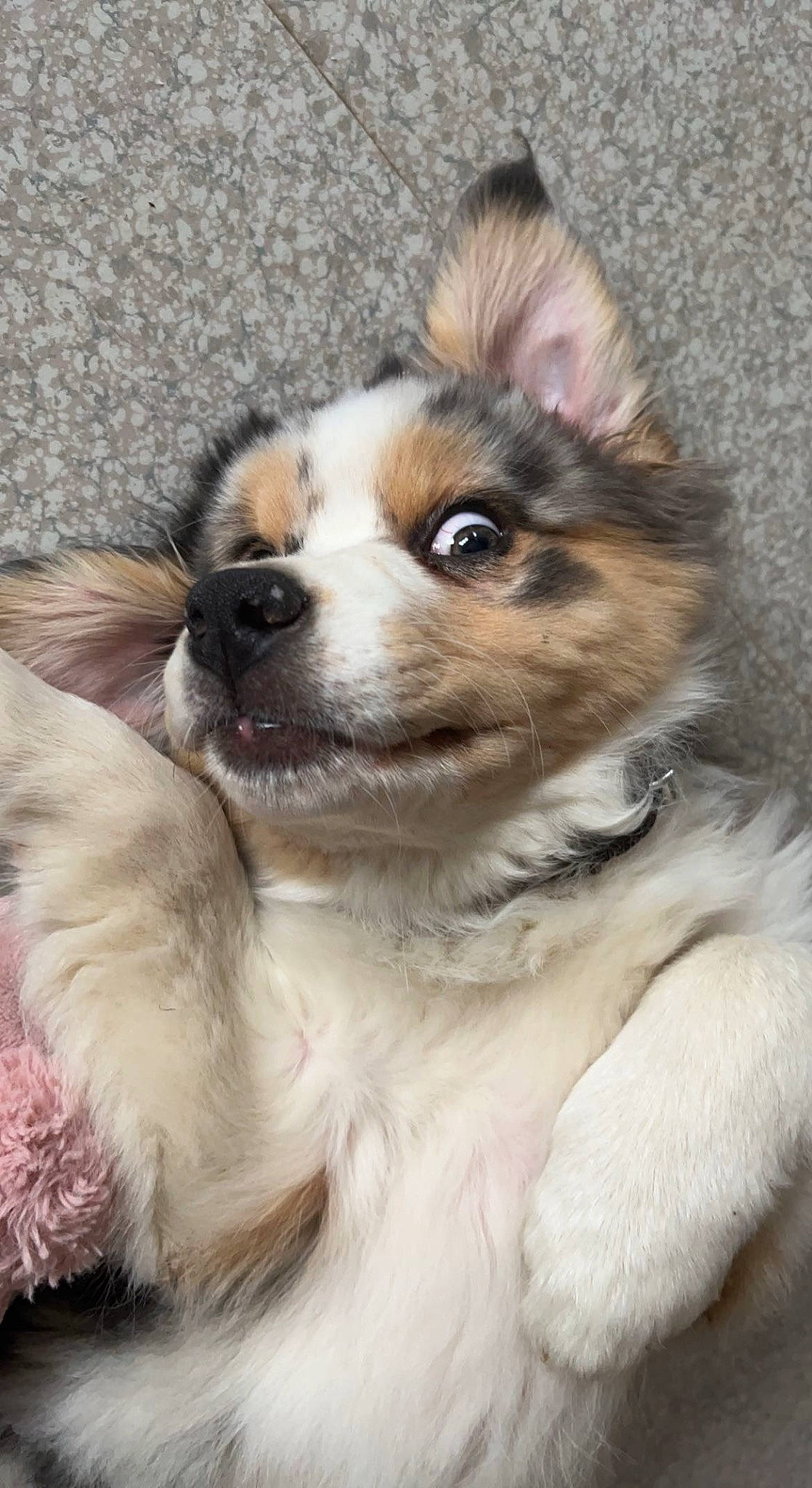 Tacos a rejoint le concours — aidez-le/la à gagner de superbes lots ! ancient_dog_breeds, canidae, carnivore, companion_dog, dog, dog_breed, door, fawn, fur, plant, snout, sporting_group, terrestrial_animal, whiskers, working_animal, working_dog