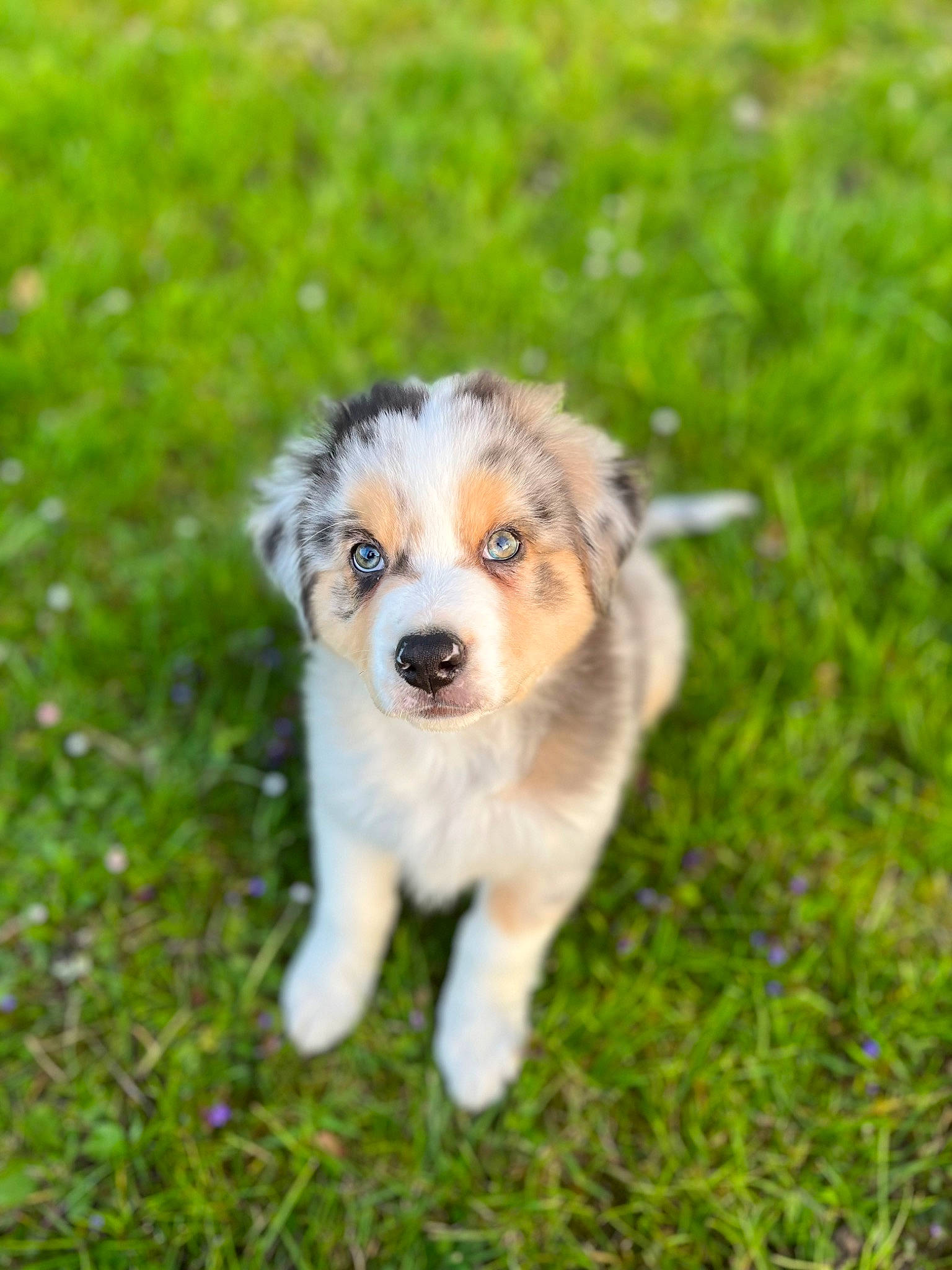 Tacos a rejoint le concours — aidez-le/la à gagner de superbes lots ! canidae, carnivore, collie, companion_dog, dog, dog_breed, fawn, fur, grass, grassland, groundcover, herding_dog, plant, puppy, snout, sporting_group, terrestrial_animal, toy_dog, whiskers, working_dog