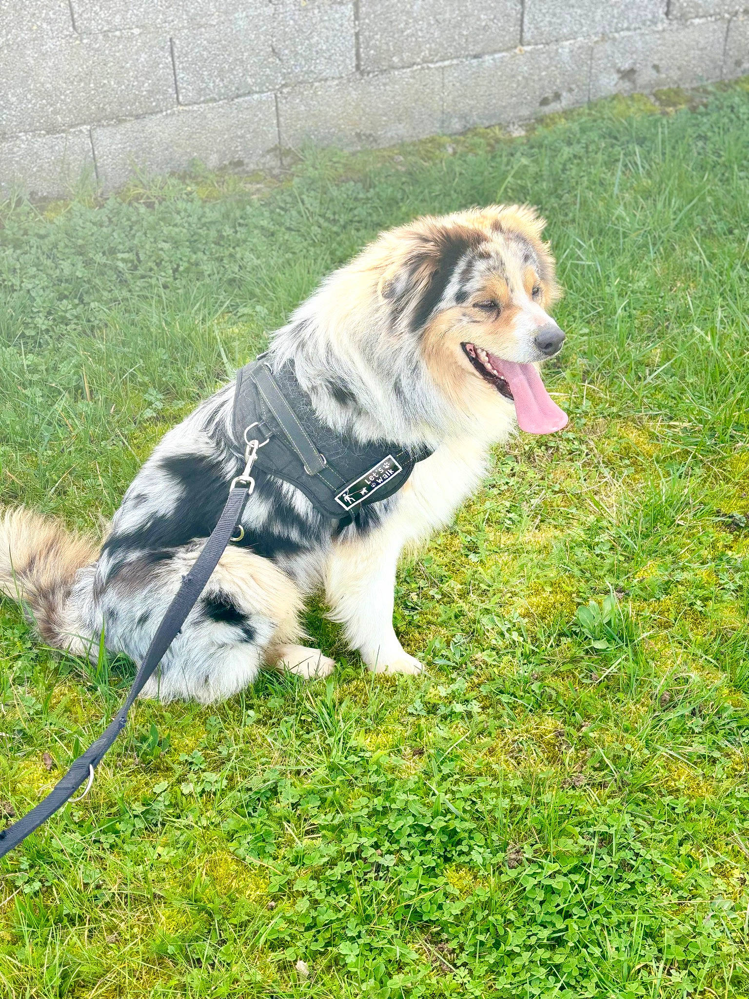 Tacos a rejoint le concours — aidez-le/la à gagner de superbes lots ! ancient_dog_breeds, art, carnivore, collie, companion_dog, dog, dog_breed, drawing, fur, grass, grassland, herding_dog, plant, rough_collie, scotch_collie, snout, sporting_group, tail, terrestrial_animal, working_dog