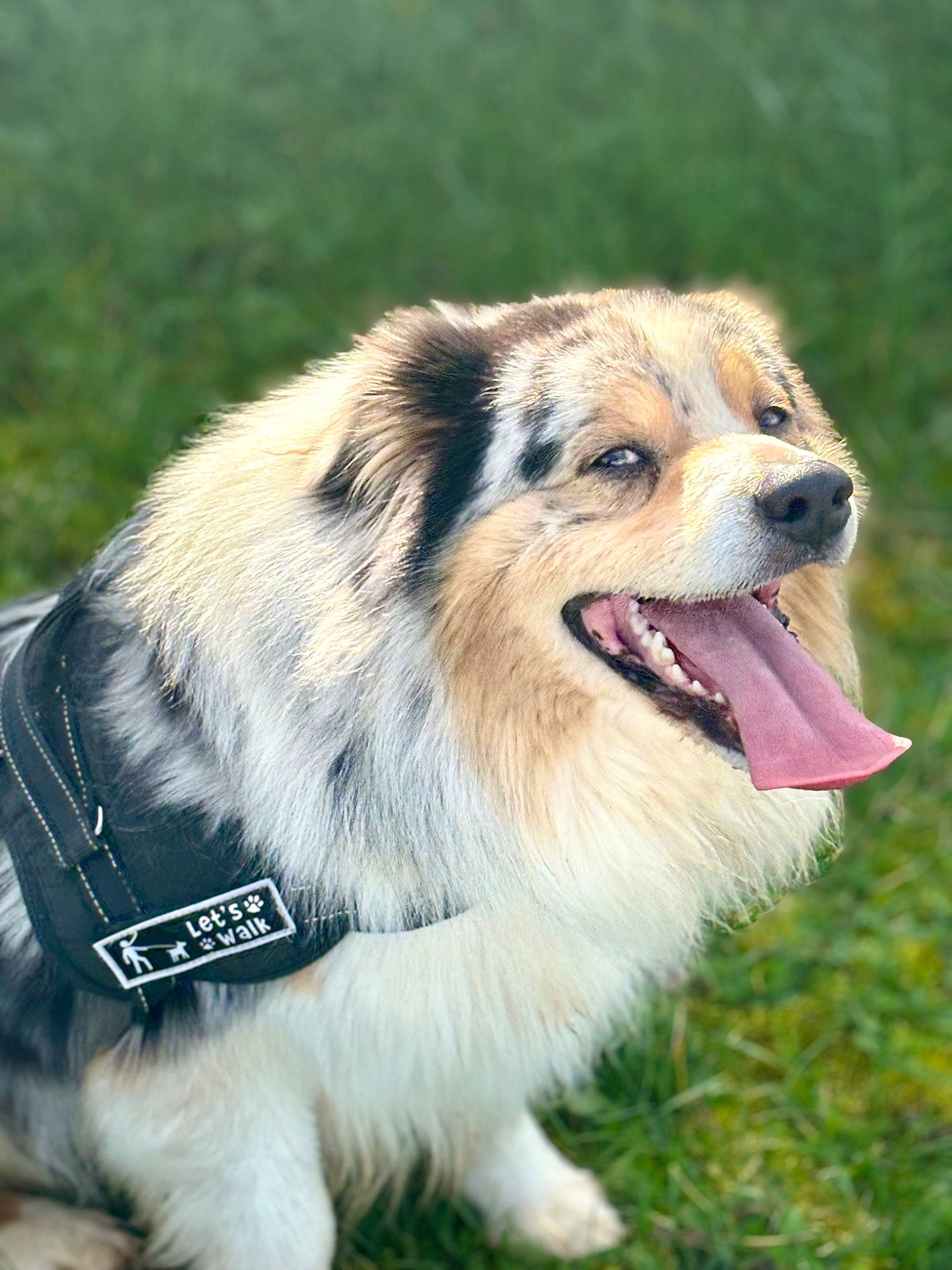 Tacos a rejoint le concours — aidez-le/la à gagner de superbes lots ! ancient_dog_breeds, canidae, carnivore, collar, companion_dog, dog, dog_breed, fang, fur, grass, happy, leash, plant, smile, sporting_group, terrestrial_animal, whiskers, wildlife, working_dog, yawn