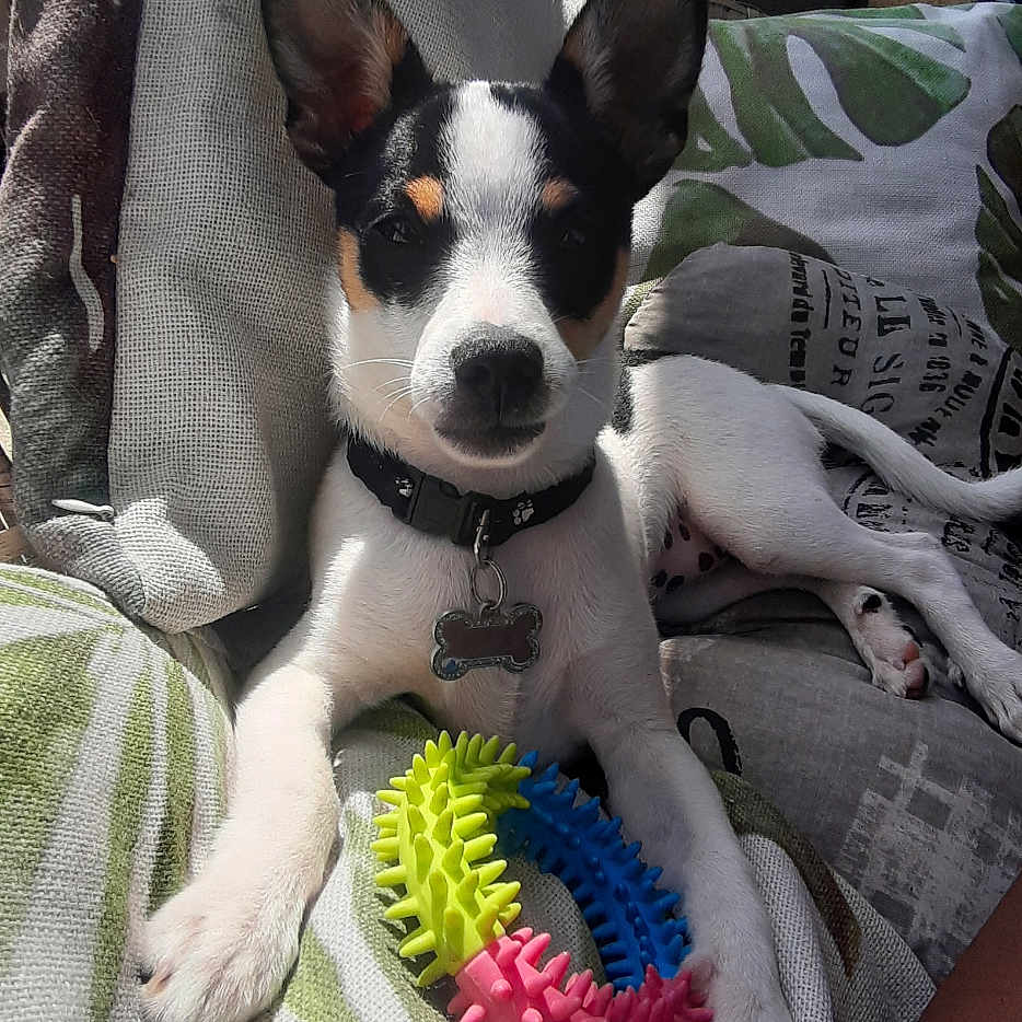 Marla