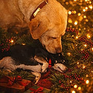 Charlie joined the competition — help win amazing prizes! dog, golden_retriever, small_dog, christmas_lights, holiday_decor, gift_boxes, pine_branches, red_berries, collar, nuzzling, festive, cozy, indoor, warm_lighting, pets, companionship, celebration, decorations, cute, holiday