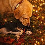 dog, golden_retriever, small_dog, christmas_lights, holiday_decor, gift_boxes, pine_branches, red_berries, collar, nuzzling, festive, cozy, indoor, warm_lighting, pets, companionship, celebration, decorations, cute, holiday