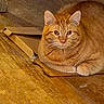 cat, ginger_cat, cardboard, wooden_floor, indoor, pet, feline, animal, fur, whiskers, ears, paws, relaxed, looking_at_camera, closeup, domestic_cat, mammal, cute, resting, home