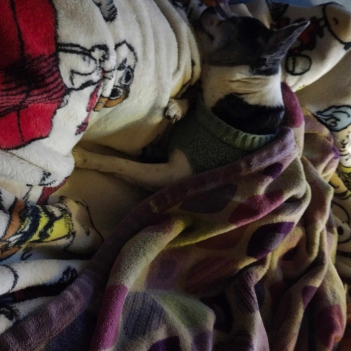 Sage joined the competition — help win amazing prizes! bedding, carmine, closet, fashion_accessory, fashion_design, fictional_character, linens, magenta, pattern, purple, room, sleeve, sportswear, t_shirt, textile