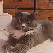 Hades joined the competition — help win amazing prizes! cat, gray_cat, white_fur, pet, indoor, bed, furniture, dorm_room, relaxed, animal, mammal, cute, fluffy, domestic_cat, whiskers, yellow_eyes, resting, feline, household, cozy