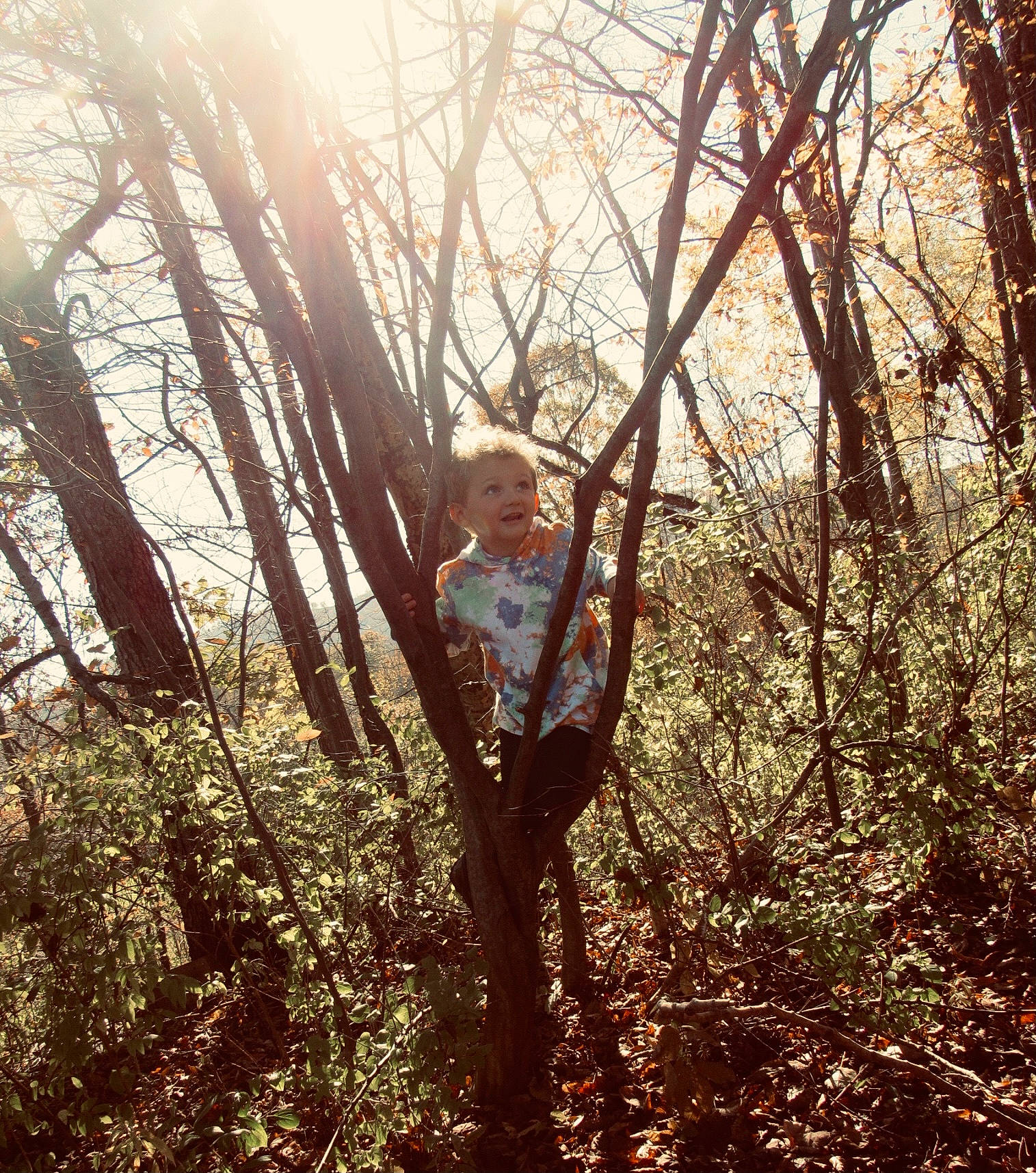 Kamdyn joined the competition — help win amazing prizes! backlighting, deciduous, forest, grass, grove, happy, lens_flare, natural_landscape, people_in_nature, person, plant, sky, soil, temperate_broadleaf_and_mixed_forest, tints_and_shades, tree, trunk, twig, vegetation, wood