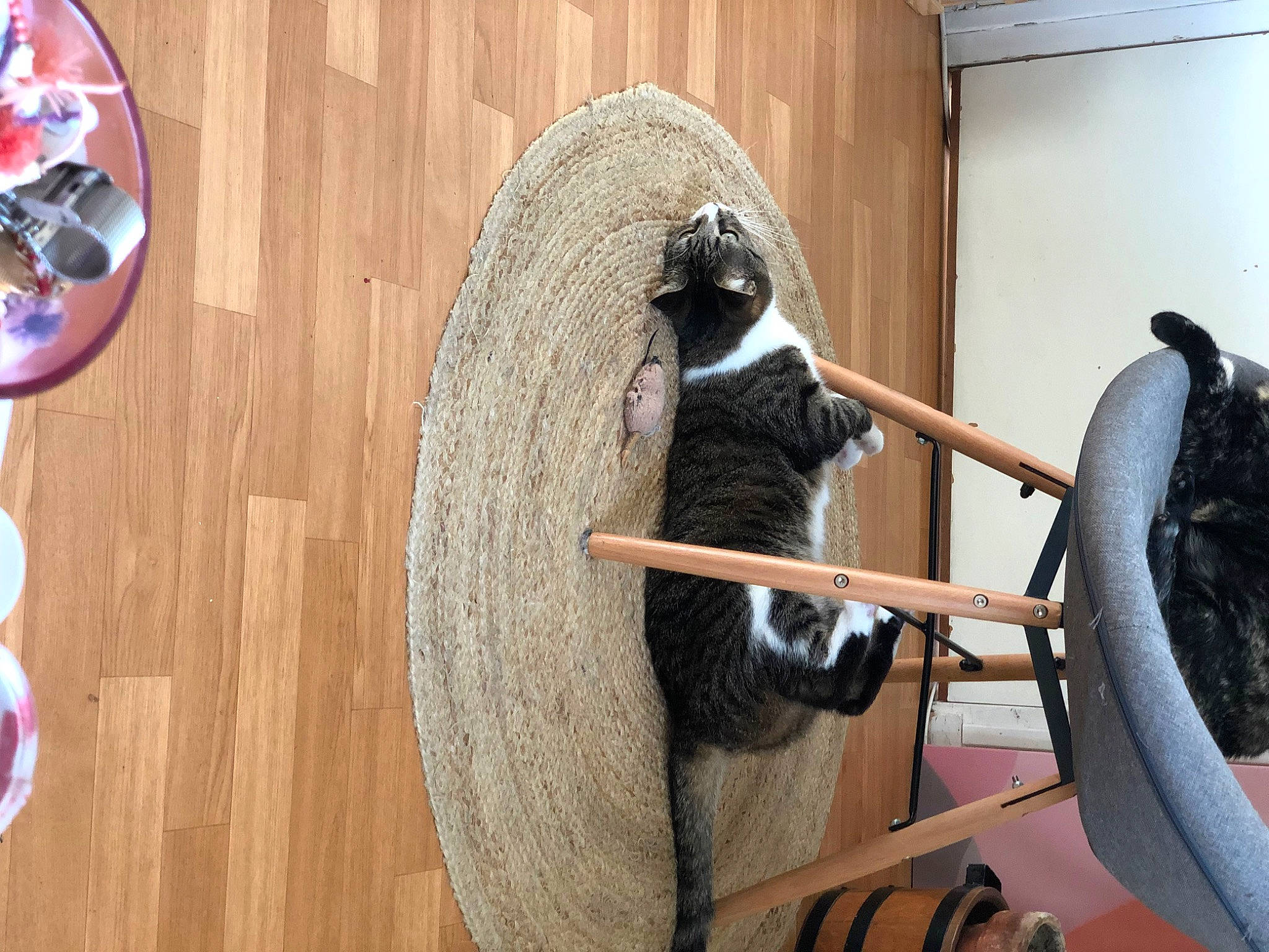 Pretty a rejoint le concours — aidez-le/la à gagner de superbes lots ! art, automotive_tire, beak, bicycle_tire, bird, carmine, circle, flooring, hardwood, hat, metal, pattern, rim, room, spoke, tail, varnish, wing, wood, wood_stain