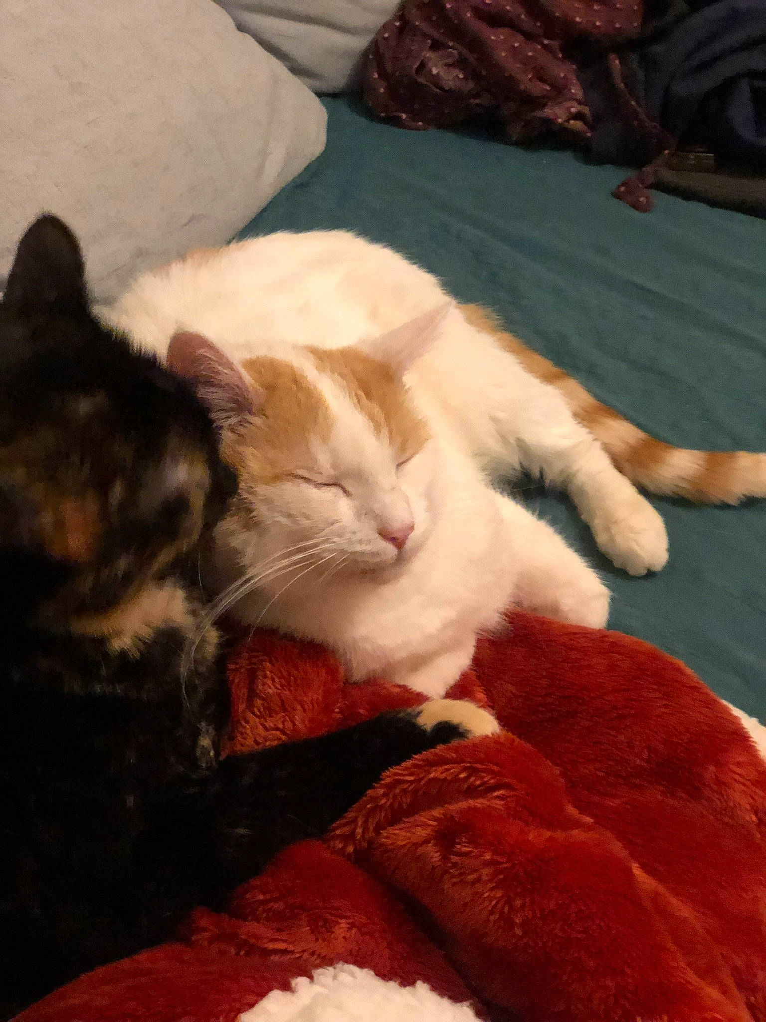 Nala a rejoint le concours — aidez-le/la à gagner de superbes lots ! bed, carnivore, cat, claw, cloud, comfort, companion_dog, domestic_short_haired_cat, fawn, felidae, fur, lap, linens, paw, room, small_to_medium_sized_cats, tail, textile, toy, whiskers