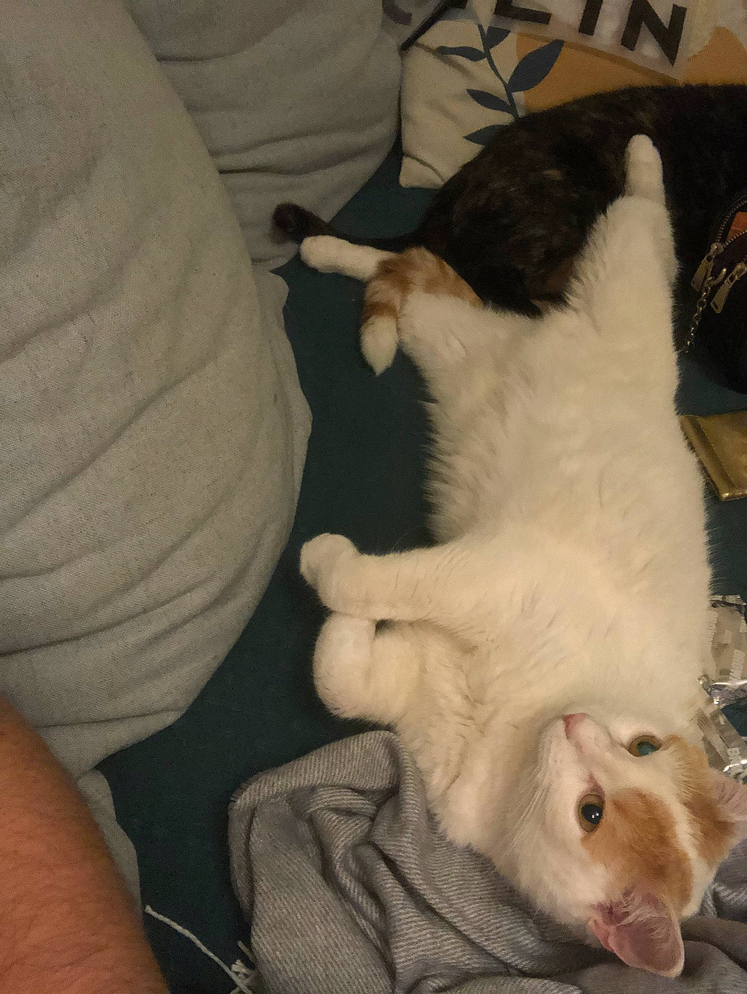 Nio a rejoint le concours — aidez-le/la à gagner de superbes lots ! carnivore, cat, claw, comfort, companion_dog, domestic_short_haired_cat, fawn, felidae, fur, paw, small_to_medium_sized_cats, snout, tail, terrestrial_animal, whiskers