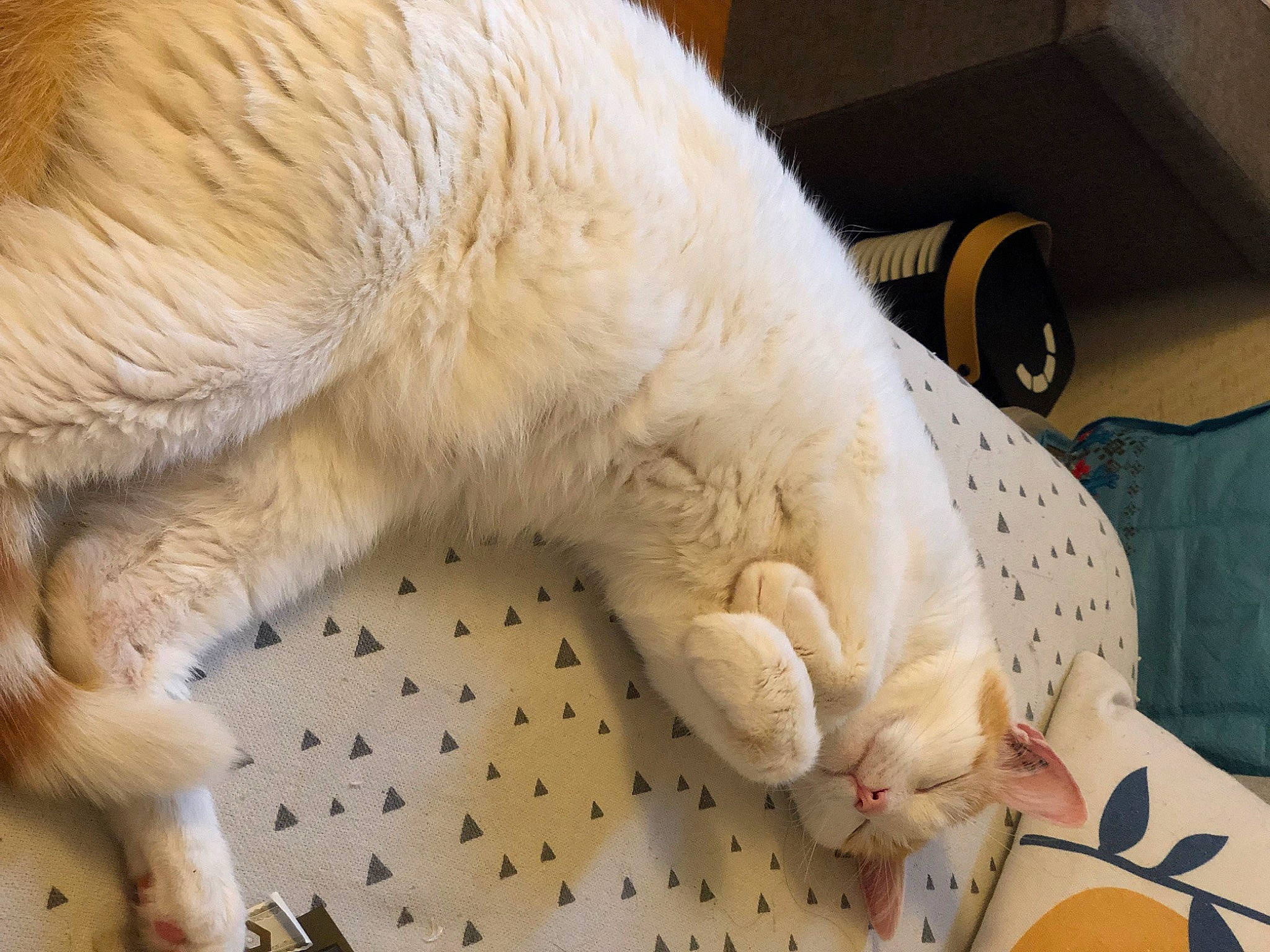 Nio participe au concours pour gagner de l'argent avec cette photo : canidae, claw, comfort, companion_dog, dog_breed, fawn, felidae, fur, linens, nap, paw, polar_bear, shipping_box, small_to_medium_sized_cats, sporting_group, tail, terrestrial_animal, tire, wheel, whiskers