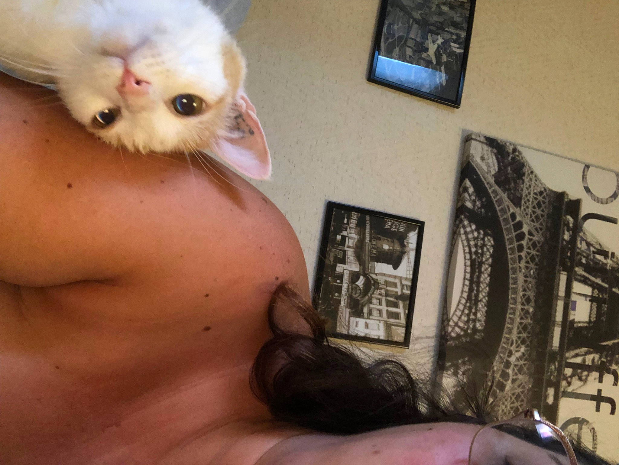 Nio participe au concours pour gagner de l'argent avec cette photo : abdomen, barechested, beard, carnivore, cat, chest, eyelash, felidae, finger, flesh, fur, mouth, nail, picture_frame, room, small_to_medium_sized_cats, sunglasses, tattoo, trunk, whiskers