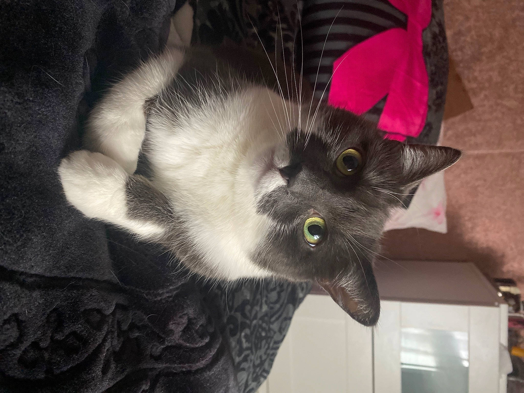 Choupi participe au concours pour gagner de l'argent avec cette photo : black_cat, canidae, carnivore, cat, claw, dog_breed, domestic_short_haired_cat, ear, fashion_accessory, felidae, fur, grey, magenta, paw, small_to_medium_sized_cats, snout, tail, whiskers