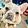 Phoebe