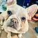 Phoebe