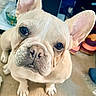 dog, french_bulldog, puppy, pet, close_up, ears, carpet, indoor, cute, animal, mammal, looking_up, face, nose, whiskers, paws, floor, household, soft_light, adorable