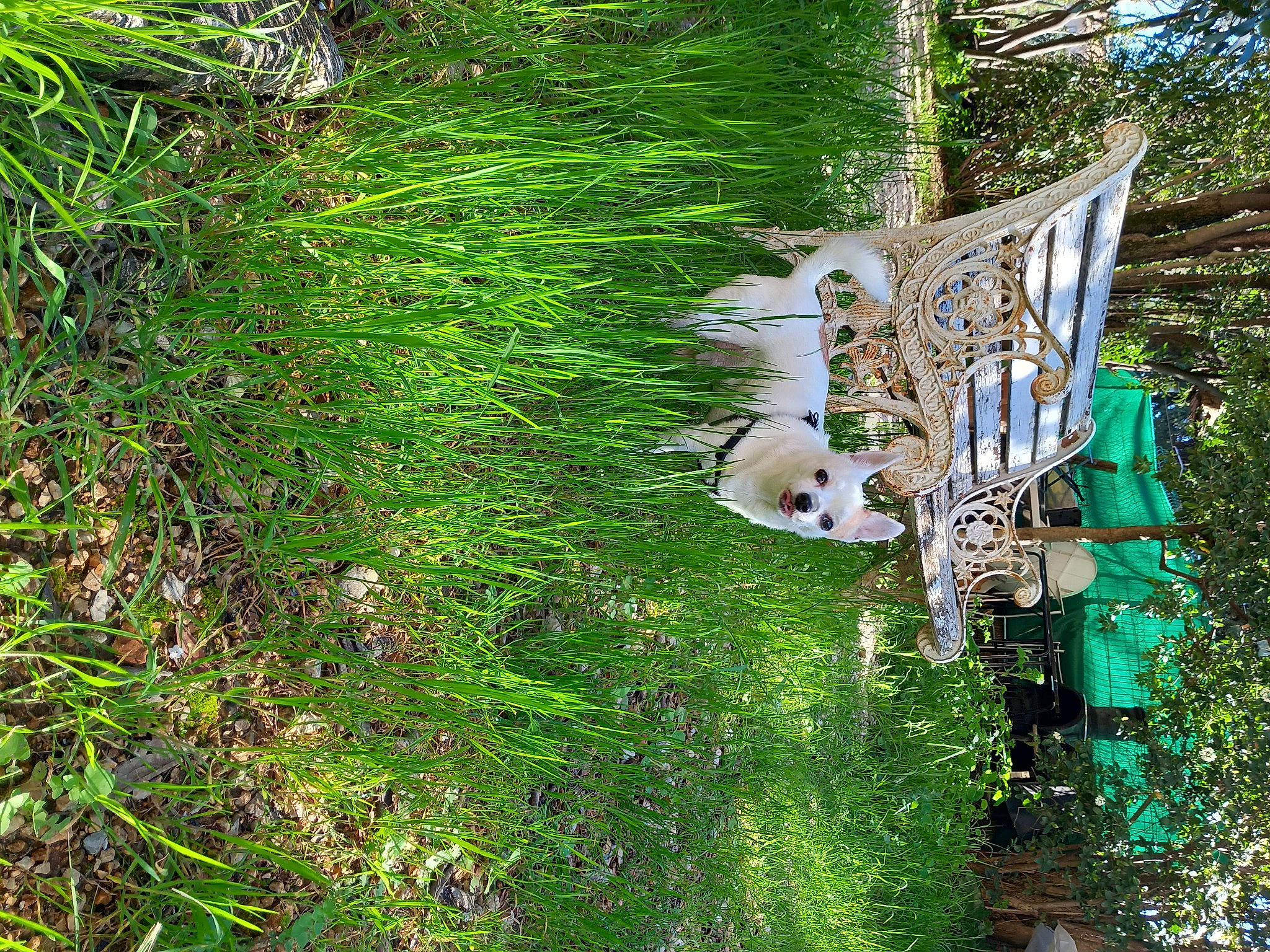 Bandit a rejoint le concours — aidez-le/la à gagner de superbes lots ! forest, garden, grass, grass_family, green, groundcover, jungle, landscape, natural_landscape, plant, pole, rainforest, shrub, temperate_broadleaf_and_mixed_forest, terrestrial_plant, tree, trunk, valdivian_temperate_rain_forest, wood, yard
