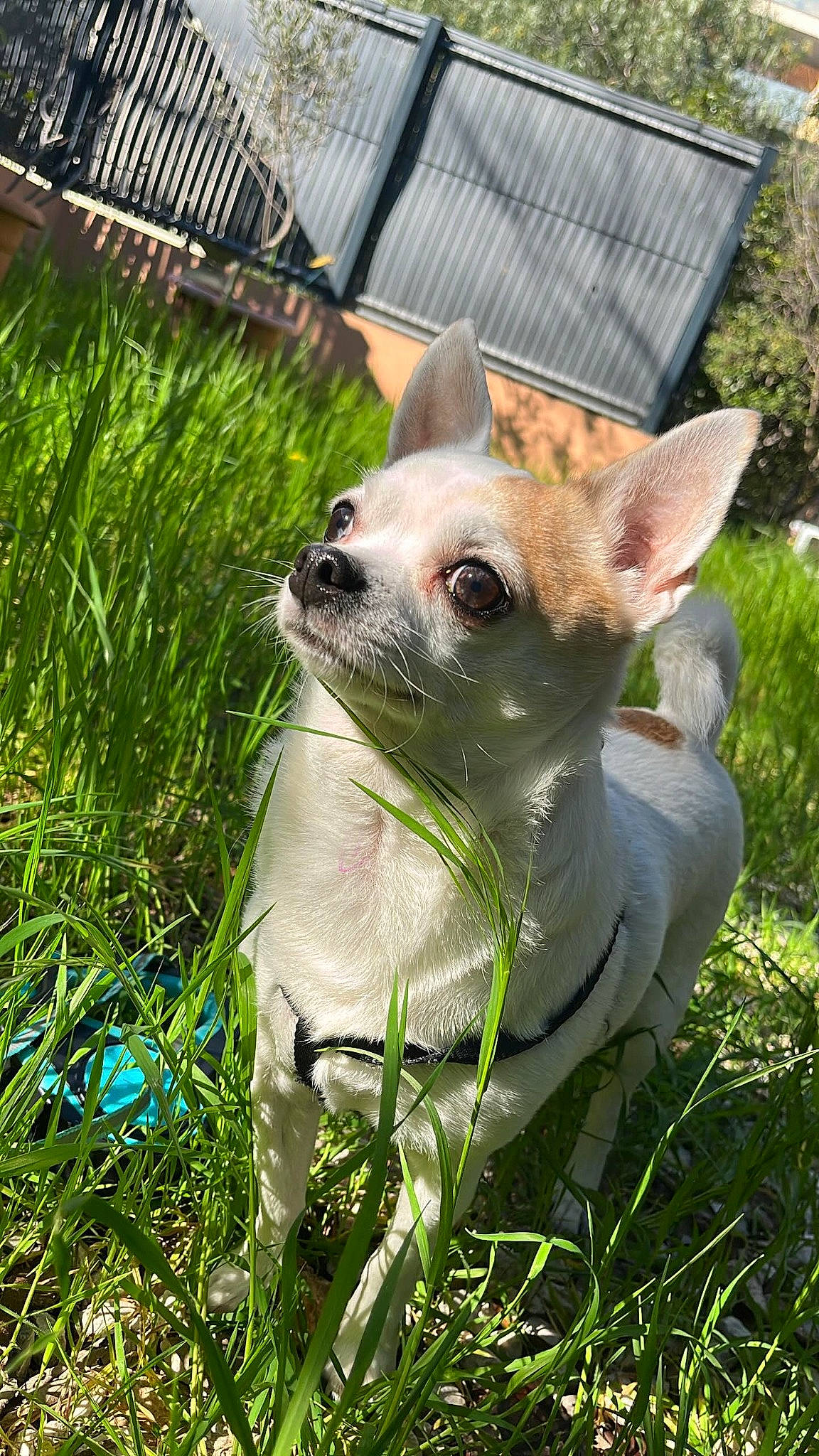 Bandit a rejoint le concours — aidez-le/la à gagner de superbes lots ! canidae, carnivore, chihuahua, collar, companion_dog, dog, dog_breed, eye, fawn, fence, grass, plant, snout, sporting_group, tail, terrestrial_animal, terrestrial_plant, toy_dog, whiskers, working_animal