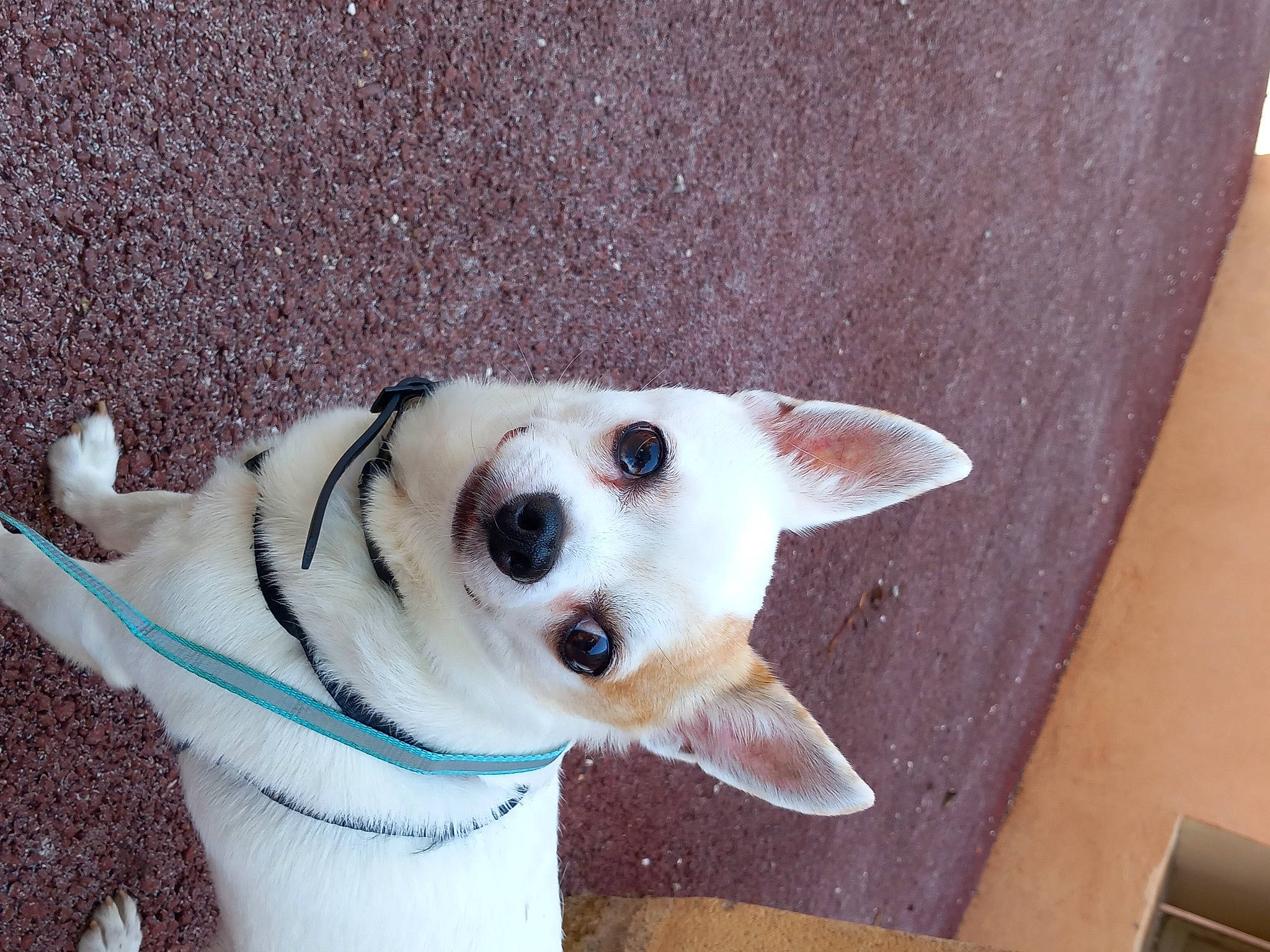 Bandit participe au concours pour gagner de l'argent avec cette photo : canidae, carnivore, collar, companion_dog, dog, dog_breed, dog_collar, dog_supply, door, fashion_accessory, fawn, fur, leash, line, pet_supply, snapshot, snout, sporting_group, whiskers, working_animal