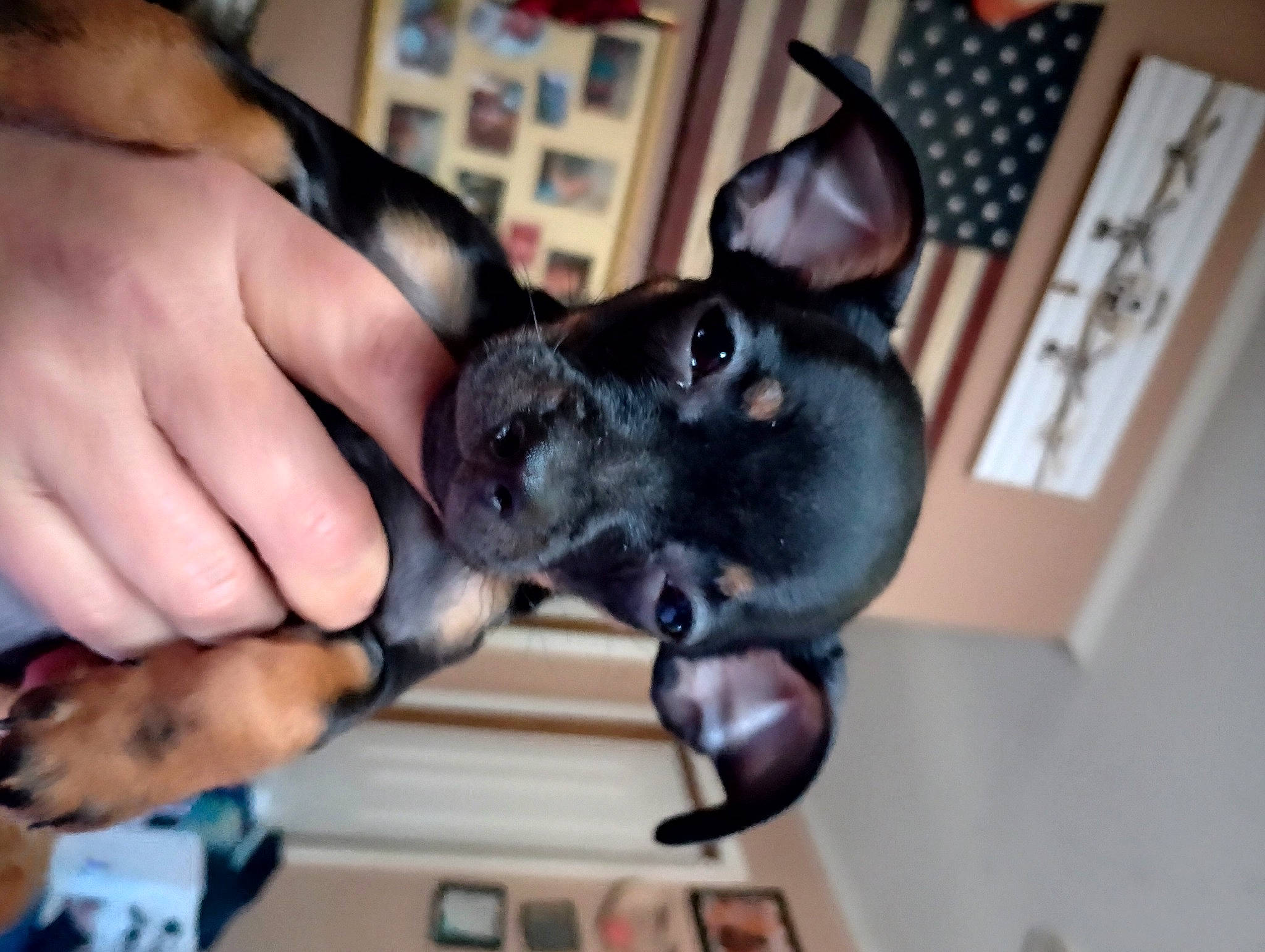 Champ is registered to the contest to win money with this photo: canidae, carnivore, collar, companion_dog, dog, dog_breed, dog_collar, ear, fawn, finger, fur, gesture, guard_dog, snout, sporting_group, thumb, toy_dog, whiskers, working_animal, wrist