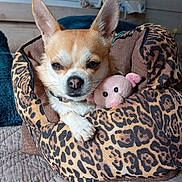 Betty participe au concours pour gagner de l'argent avec cette photo : chihuahua, small_dog, dog, pet, pet_bed, leopard_print, plush_toy, pig_toy, paw, ears, nose, whiskers, collar, cozy, blanket, quilted_bedspread, indoor, close_up, wooden_wall, sleepy_expression