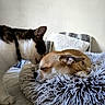 Betty participe au concours pour gagner de l'argent avec cette photo : animal, bed, cat, closeup, collar, comfort, cozy, cute, dog, domestic, fluffy, friendship, fur, indoor, nuzzling, pet, pillow, relaxation, resting, sleeping