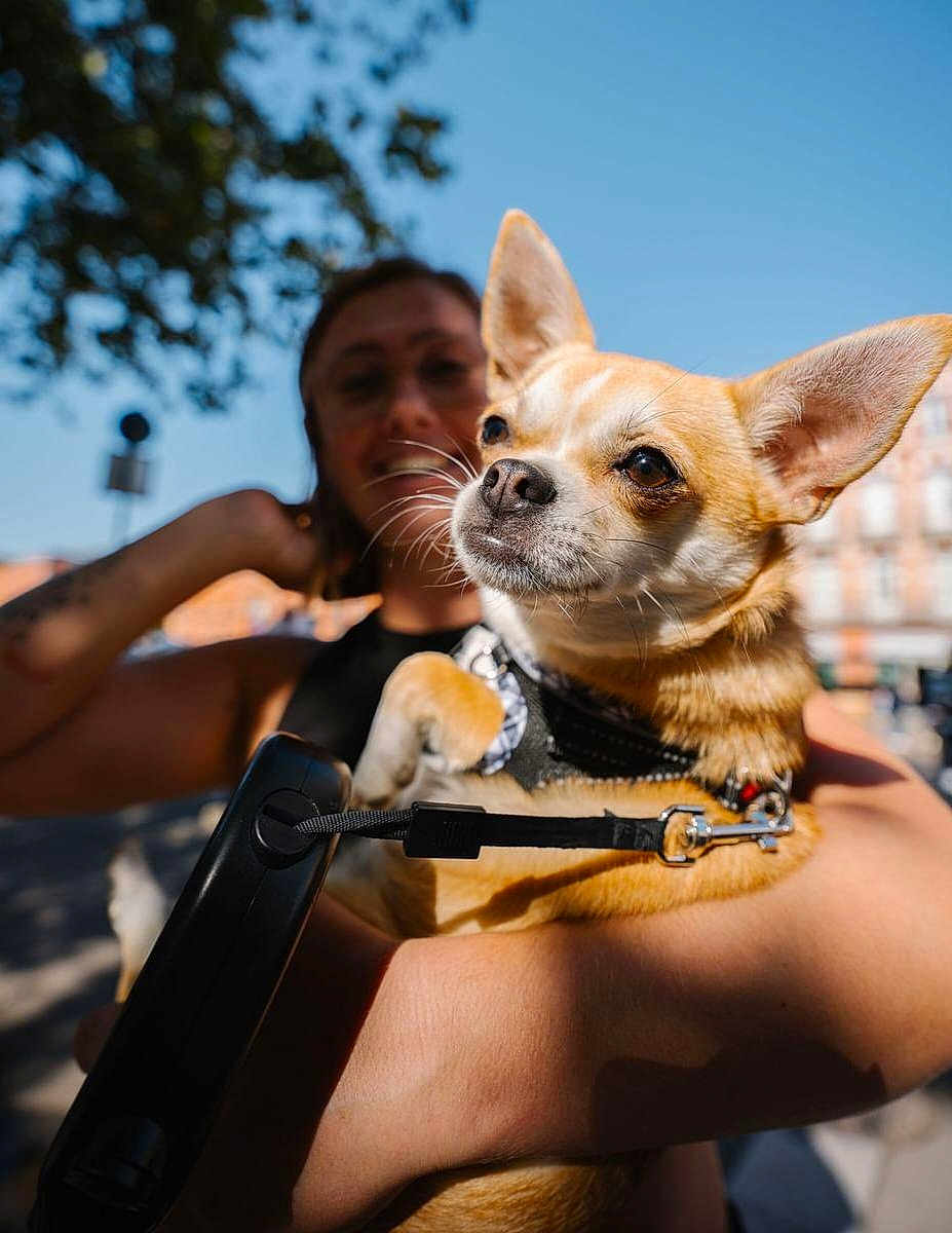 Betty a rejoint le concours — aidez-le/la à gagner de superbes lots ! dog, chihuahua, pet, small_dog, leash, harness, person, arm, hand, portrait, closeup, ears, face, outdoor, sunlight, bokeh, tree, building, street, urban
