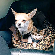 Betty participe au concours pour gagner de l'argent avec cette photo : alert, animal, animal_bed, car_interior, cat, chihuahua, companions, cozy, cute, dog, ears, fur, indoor, leopard_print, pet_bed, relaxed, small_dog, snuggling, tabby_cat, whiskers