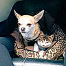 alert, animal, animal_bed, car_interior, cat, chihuahua, companions, cozy, cute, dog, ears, fur, indoor, leopard_print, pet_bed, relaxed, small_dog, snuggling, tabby_cat, whiskers