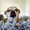 Betty a rejoint le concours — aidez-le/la à gagner de superbes lots ! animal, closed_eyes, collar, companion, cozy, cute, dog, domestic_animal, face, fluffy_blanket, fur, indoor, paw, pet, relaxed, resting, sleepy, small_dog, tongue_out, whiskers