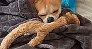 Betty participe au concours pour gagner de l'argent avec cette photo : bed, blanket, cozy, cute, dog, domestic_animal, ears, fabric, fur, home, indoor, nose, plush_toy, relaxing, resting, sleeping, small_dog, soft, stuffed_animal, toy
