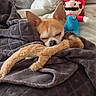 bed, blanket, cozy, cute, dog, domestic_animal, ears, fabric, fur, home, indoor, nose, plush_toy, relaxing, resting, sleeping, small_dog, soft, stuffed_animal, toy