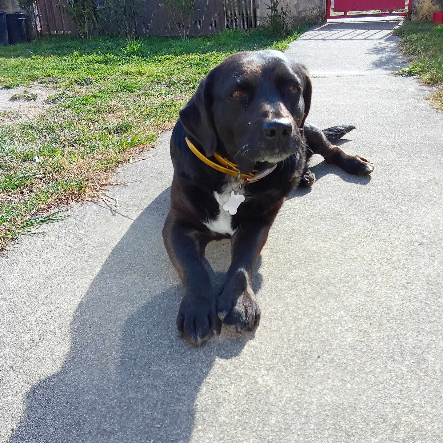 Chipie participe au concours pour gagner de l'argent avec cette photo : accessories, animal, bulldog, canine, dog, hound, labradorretriever, leash, machine, path, pet, pointer, puppy, road, sidewalk, slate, spoke, strap, tarmac, walkway