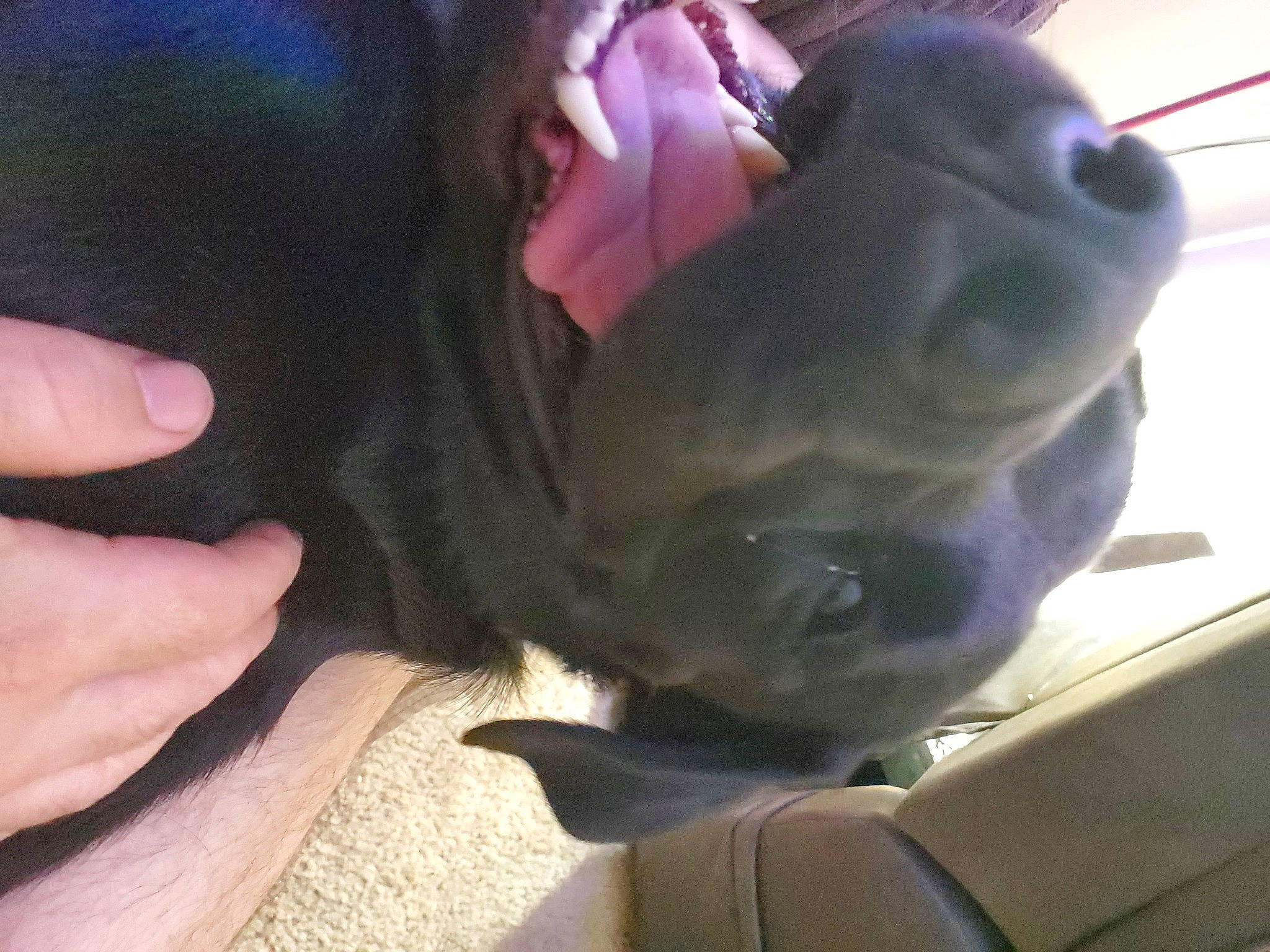 Raja is registered to the contest to win money with this photo: canidae, companion_dog, dog, dog_breed, electric_blue, eye, fawn, finger, gesture, nail, plush, snout, sporting_group, stuffed_toy, tail, thumb, toy, toy_dog, whiskers, wrinkle