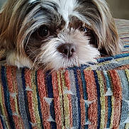 Betty Rose is registered to the contest to win money with this photo: dog, pet, close_up, fluffy, resting, face, nose, fur, brown, white, black, eyes, indoor, fabric, pattern, striped, star, soft, cozy, animal