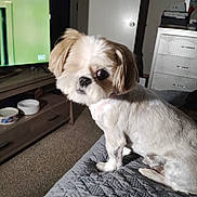 Buc joined the competition — help win amazing prizes! dog, pet, indoor, bedspread, quilt, furniture, television, carpet, bowl, curious, groomed, small_dog, white_dog, companion, home, animal, cute, looking_back, cozy, living_room