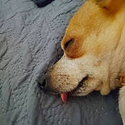 Dolly is registered to the contest to win money with this photo: dog, sleeping, tongue_out, close_up, bed, blanket, quilt, resting, pet, animal, fur, nose, ear, indoor, phone, cozy, cute, relaxed, muzzle, portrait