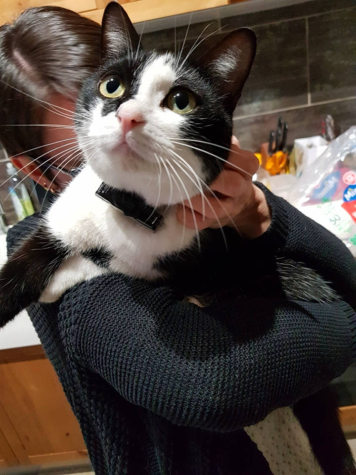 Natsu a rejoint le concours — aidez-le/la à gagner de superbes lots ! bag, carnivore, cat, claw, comfort, domestic_short_haired_cat, felidae, formal_wear, fur, iris, lap, pet_supply, plastic_bag, sitting, sleeve, small_to_medium_sized_cats, tail, whiskers