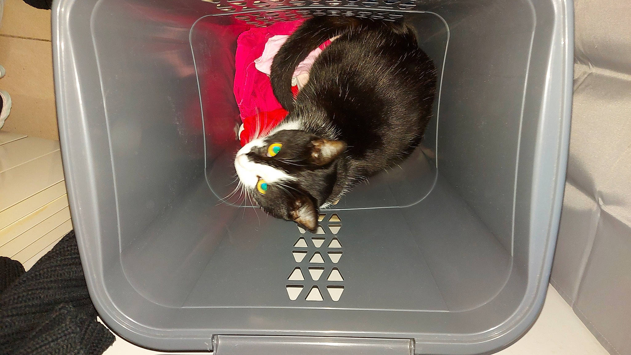 Natsu participe au concours pour gagner de l'argent avec cette photo : automotive_lighting, cage, carnivore, cat, claw, computer_hardware, domestic_short_haired_cat, felidae, fur, home_appliance, metal, output_device, pet_supply, plumbing_fixture, rodent, small_to_medium_sized_cats, space_bar, tail, tap, whiskers