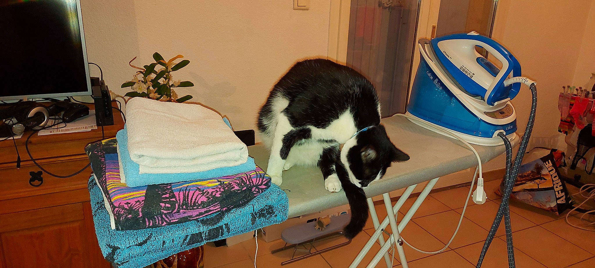 Natsu a rejoint le concours — aidez-le/la à gagner de superbes lots ! art, canidae, carnivore, cat, chair, craft, domestic_short_haired_cat, felidae, fur, linens, logo, pattern, paw, plant, small_to_medium_sized_cats, sporting_group, table, tail, whiskers, woven_fabric