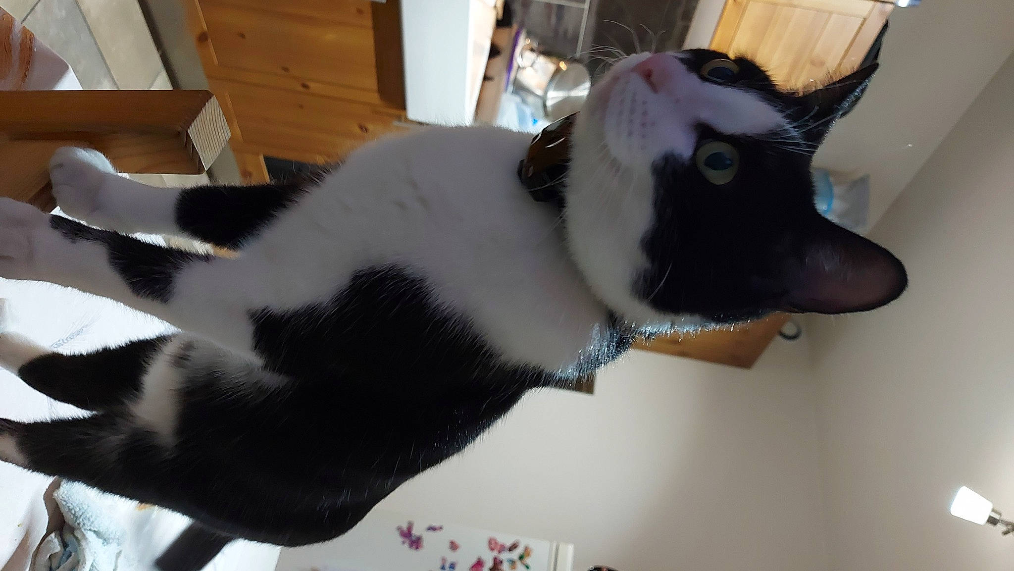 Natsu participe au concours pour gagner de l'argent avec cette photo : bull_terrier, canidae, carnivore, collar, dog_breed, ear, fashion_accessory, fawn, felidae, fur, jaw, non_sporting_group, plush, small_to_medium_sized_cats, snout, tail, terrestrial_animal, whiskers, wood, working_animal