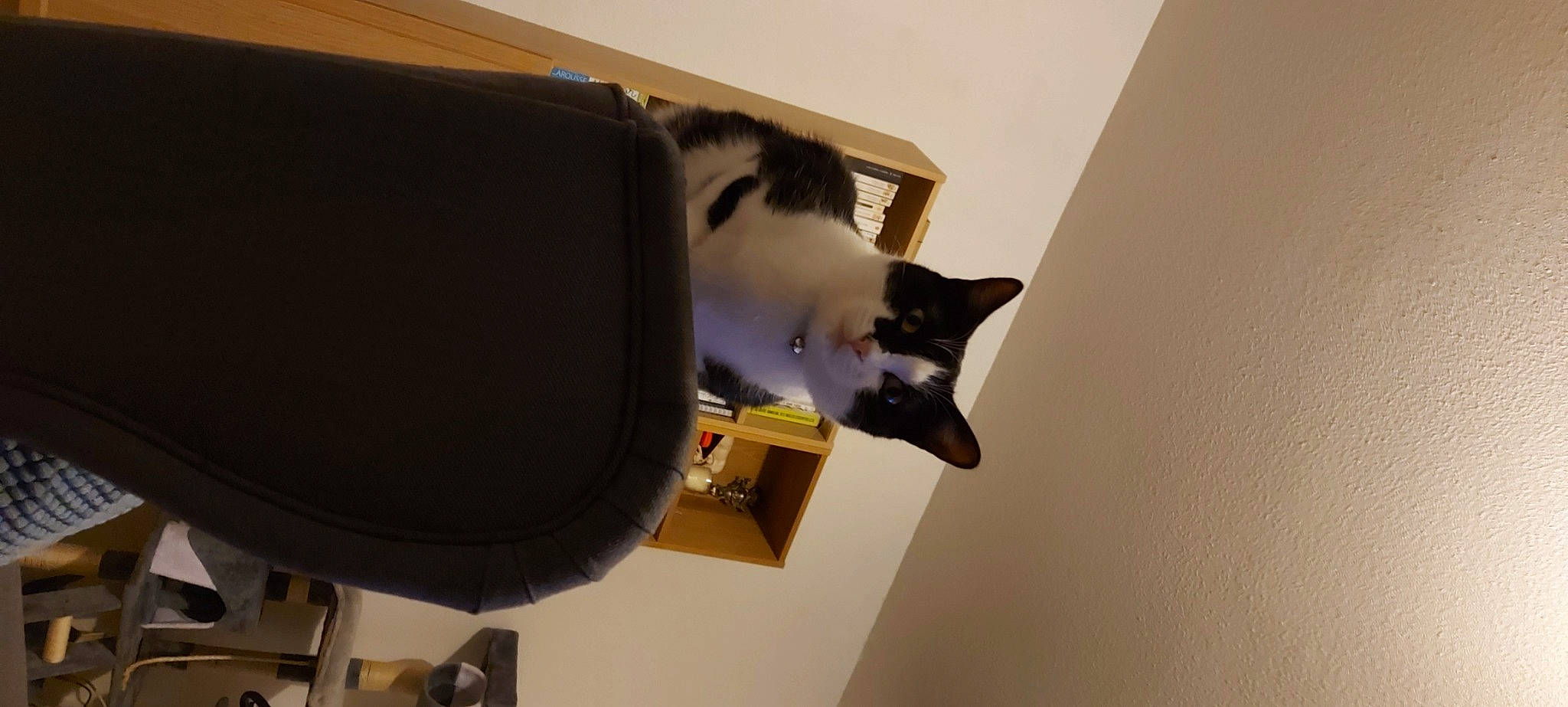 Natsu a rejoint le concours — aidez-le/la à gagner de superbes lots ! audio_equipment, carnivore, cat, cat_supply, ceiling, chair, domestic_short_haired_cat, felidae, flooring, fur, hardwood, plywood, room, shelf, shelving, small_to_medium_sized_cats, table, tail, whiskers, wood