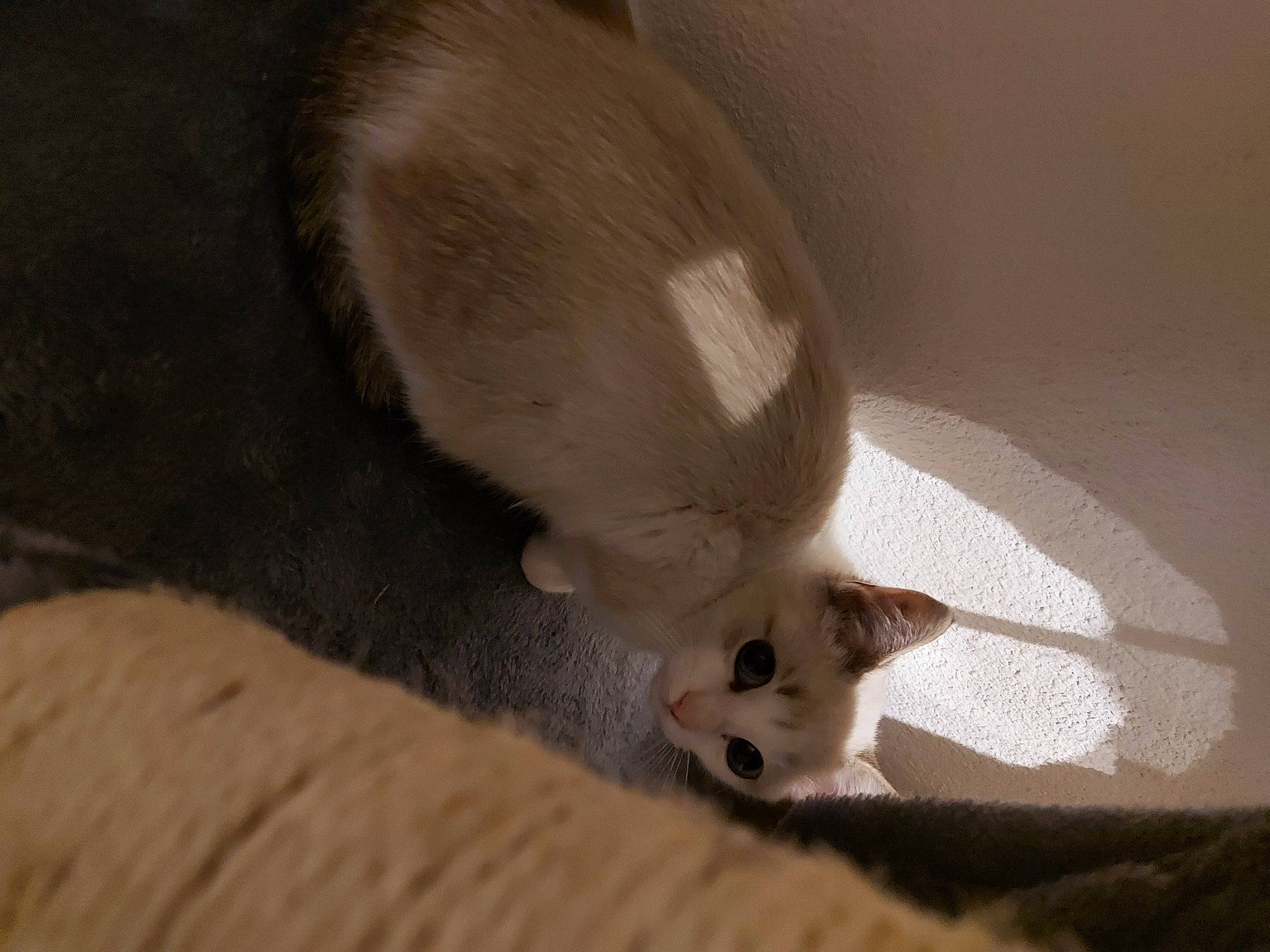 Pandore participe au concours pour gagner de l'argent avec cette photo : canidae, carnivore, cat, claw, comfort, domestic_short_haired_cat, ear, fawn, felidae, foot, fur, hardwood, paw, photo_caption, small_to_medium_sized_cats, snout, tail, terrestrial_animal, whiskers, wood